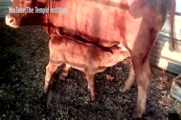 Bagaimana dan kapan seekor sapi melahirkan dan tanda-tanda kedatangannya