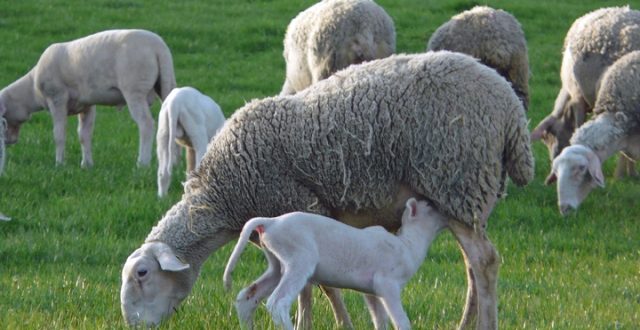 Cara beternak domba yang benar : pubertas dan siklus pada domba, perkawinan, cara mengetahui domba sedang birahi