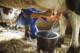 Cara memerah susu sapi yang benar dengan mesin pemerah susu