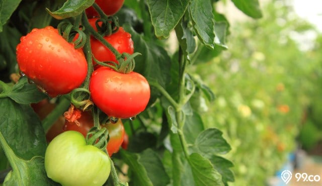 Cara menanam tomat di rumah: petunjuk langkah demi langkah, fitur perawatan