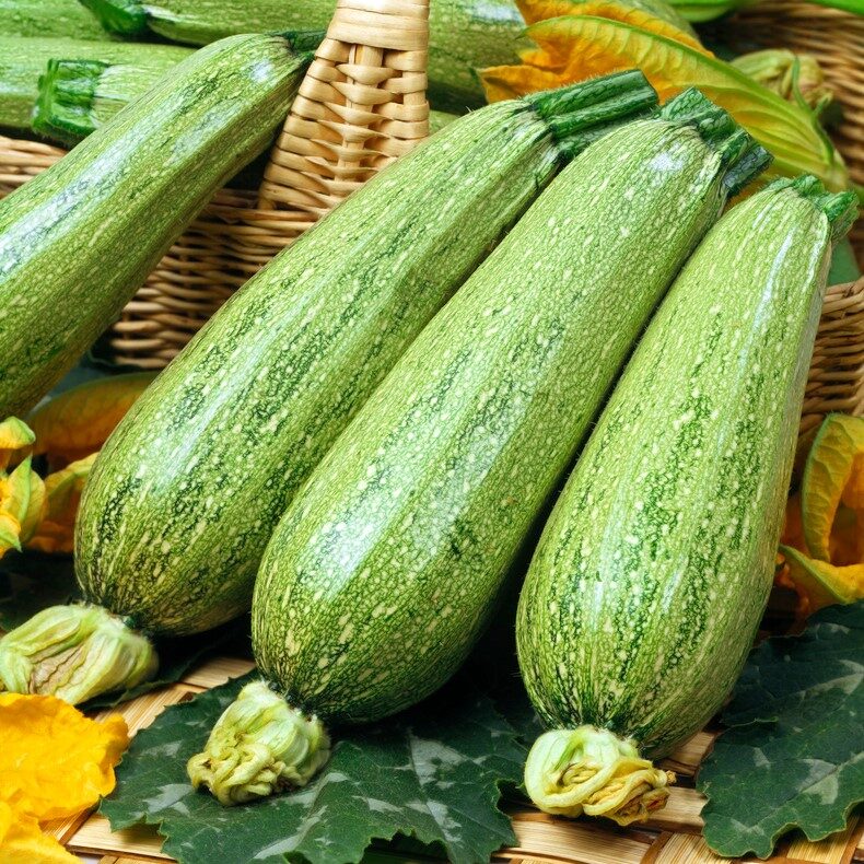 Cara mendapatkan hasil tinggi zucchini di rumah kaca