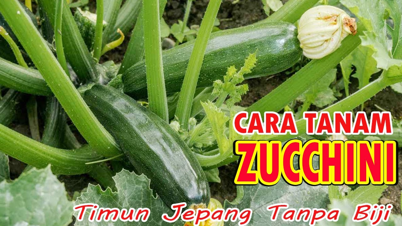 Cara mengawetkan zucchini tanpa sterilisasi