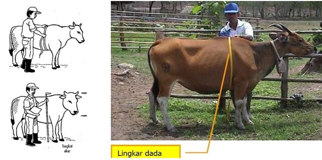 Cara mengetahui bobot sapi dengan pengukuran, tabel