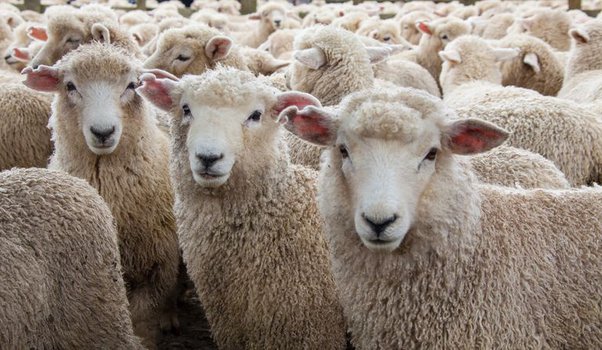 Cara mengolah kulit domba jantan, wol domba: fitur, langkah, aplikasi