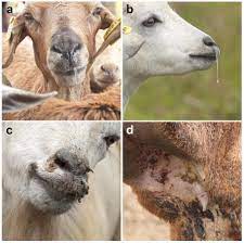 Estrosis domba – pengganggu domba: diagnosis, gejala penyakit