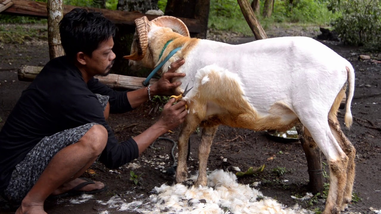 Fitur mencukur domba secara manual: aturan umum tentang cara memilih gunting
