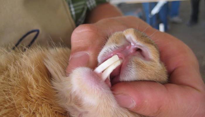 Fitur struktur gigi kelinci hias dan aturan merawatnya