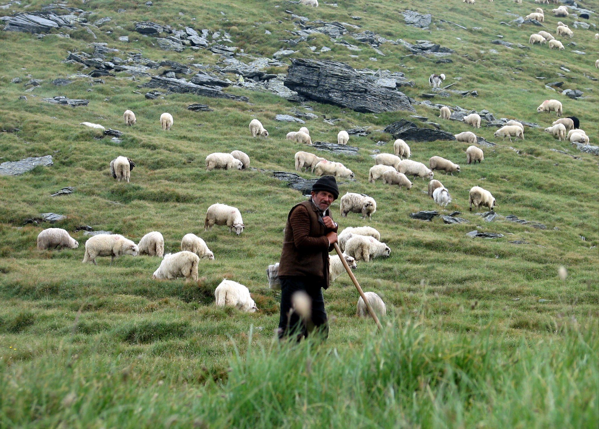 Gembala elektronik untuk domba: kelebihan dan kekurangan, proses pembiasaan domba