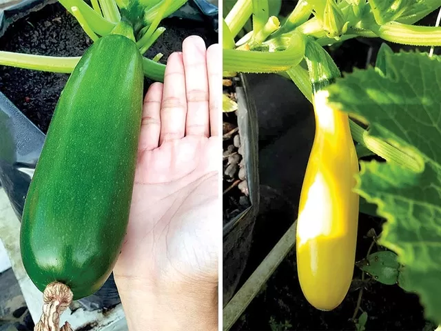Ini adalah satu-satunya cara agar zucchini tetap segar hingga musim semi.