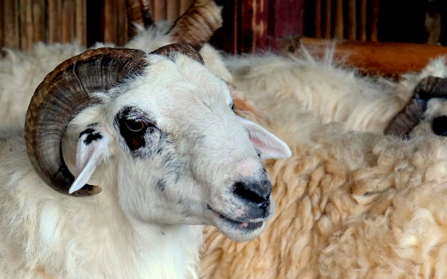 Jenis domba Gissar: aturan pembiakan, pemeliharaan dan perawatan