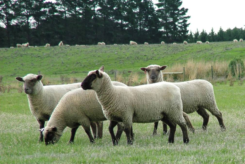 Jenis domba Inggris Suffolk: penampilan, deskripsi domba dan domba jantan dari jenis tersebut