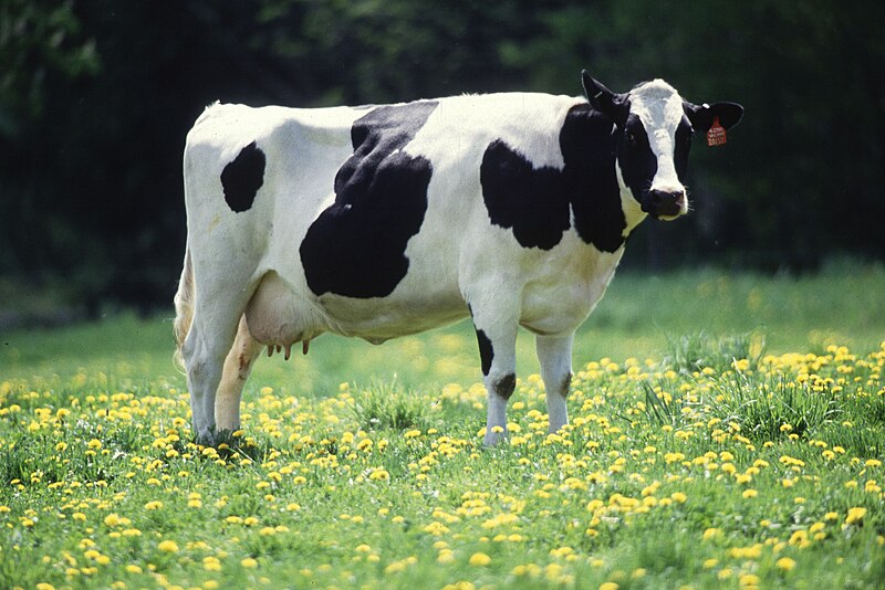 Jenis sapi Holstein