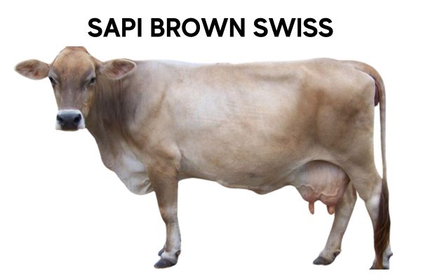Jenis sapi Swiss