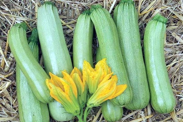 Kawili zucchini adalah hibrida yang sangat awal dan produktif