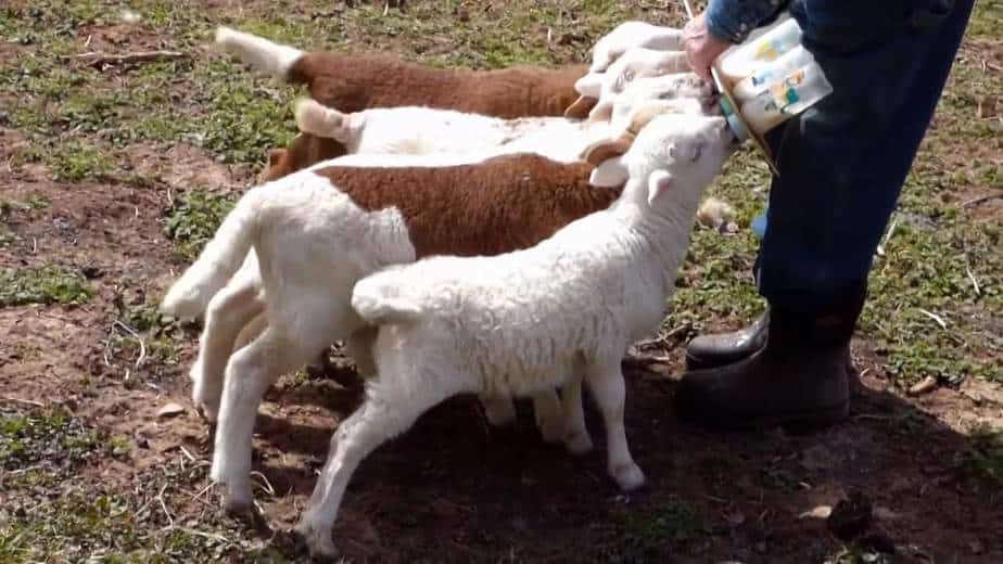 Memberi Makan Anak Domba di Rumah: Domba Baru Lahir, Suplemen Vitamin, Tabel Pemberian Makan Berdasarkan Usia