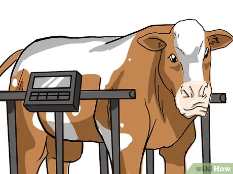 Memberi makan sapi dan sapi dengan benar