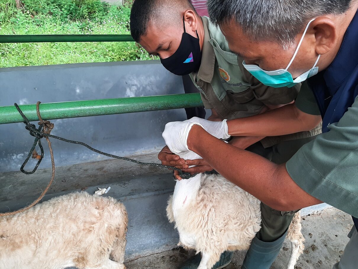 Pengobatan cacingan pada domba: obat-obatan, deteksi, pengobatan
