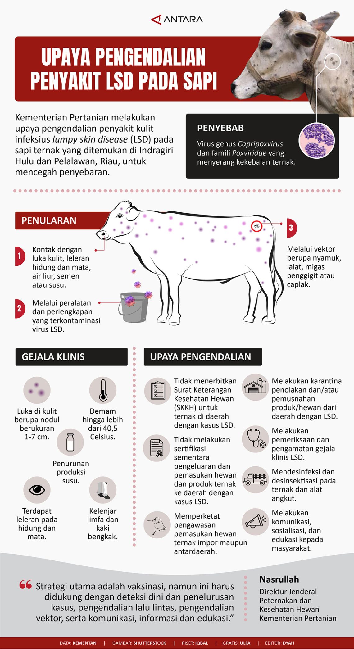Penyakit dicroceliosis pada sapi