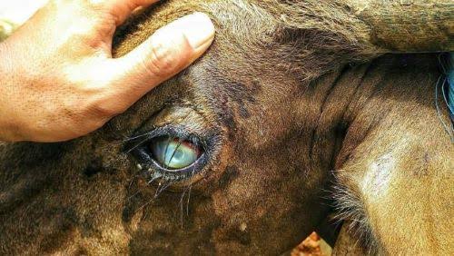 Penyakit mata pada sapi