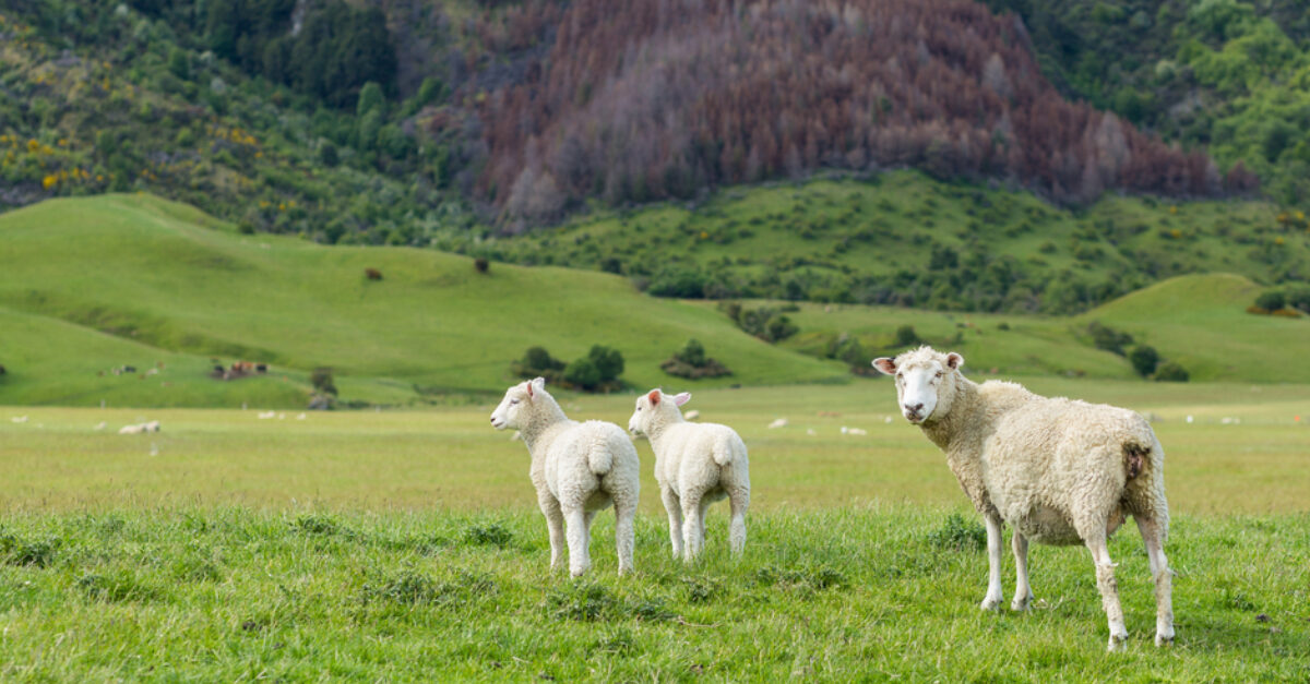 Peternakan domba di negara-negara di dunia