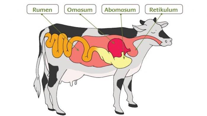 Struktur lambung dan sistem pencernaan sapi