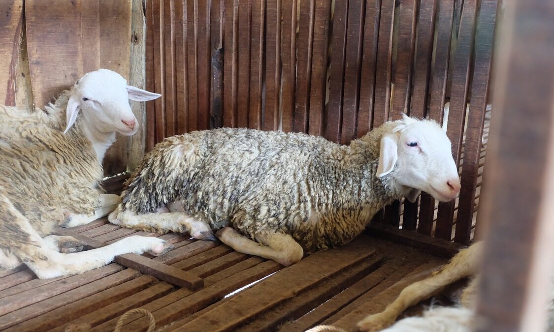 Virus cacar pada domba dan kambing: ciri-ciri patogen, tindakan pengendalian dan pencegahan