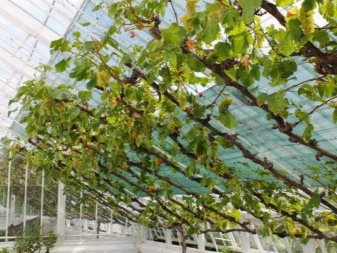 Coltivazione dell'uva in serra