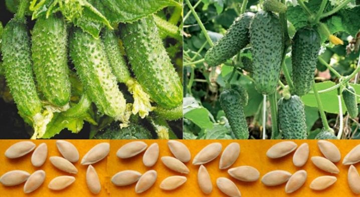Come ottenere i semi di cetriolo a casa?