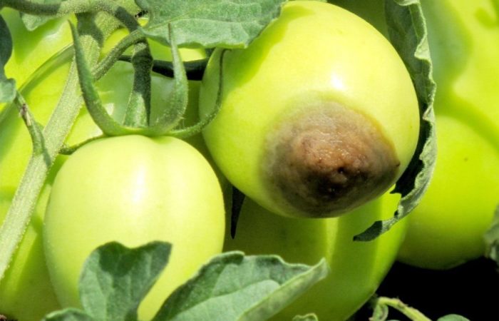 Come prevenire la perdita del raccolto dovuta a malattie: modi efficaci per prevenire le malattie del pomodoro