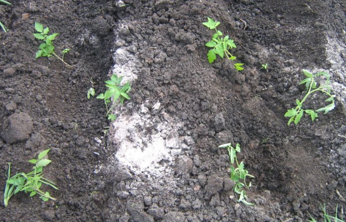 Dal gambo – alla radice: quando ha senso piantare i pomodori in posizione distesa e come farlo correttamente per aumentare notevolmente la resa