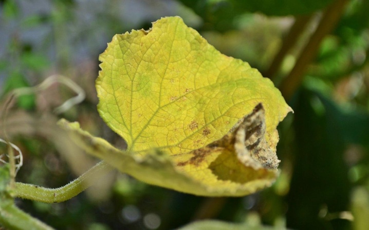 Perché le foglie del cetriolo si seccano e cosa fare al riguardo?
