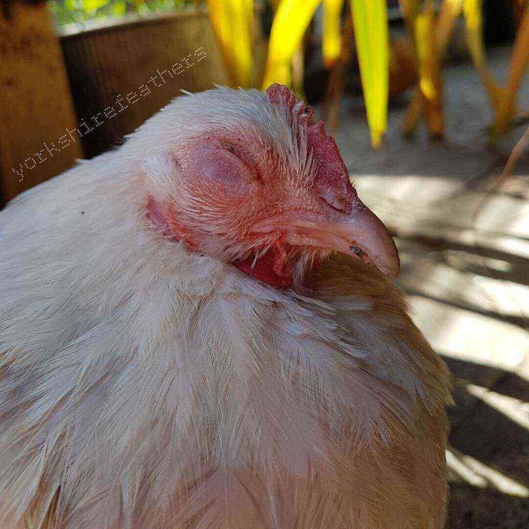Polli: gli occhi del pollo sono gonfi: cause, trattamento