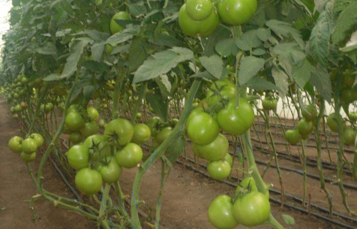 Precoce, forte, resistente: varietà di pomodoro "Polbig" secondo la descrizione degli allevatori e l'esperienza dei giardinieri