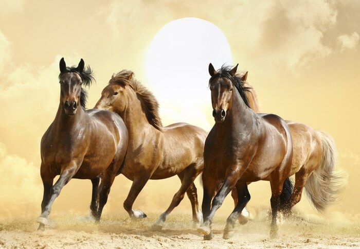 Qual è la razza di cavalli più antica?