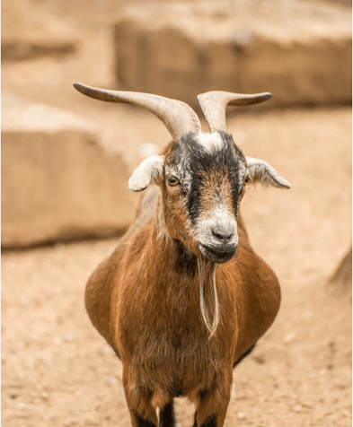 Razze di capre nane con foto e descrizioni