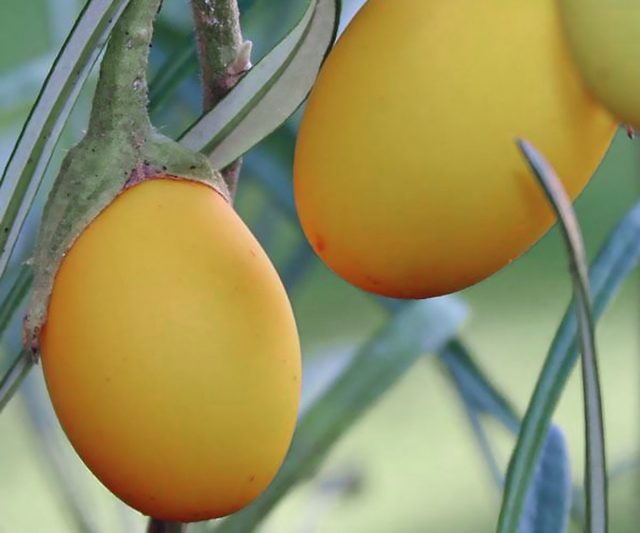 Stravaganti e molto gustose: cosa sono le melanzane