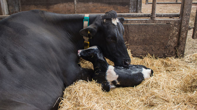 Alimentazione corretta delle mucche dopo il parto