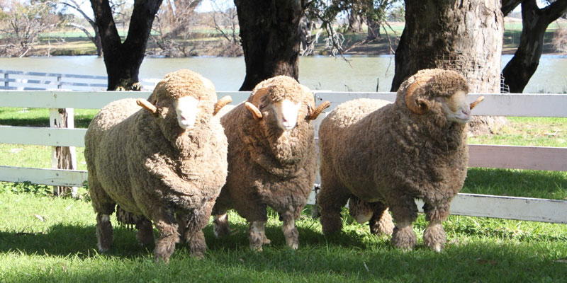 Allevamento di pecore a lana fine: le razze più famose, allevamento