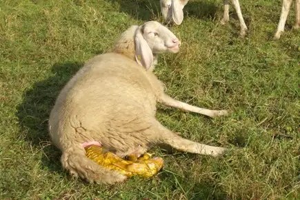 Allevare agnelli: allattare i deboli, non stare in piedi, dieta