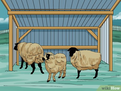 Allevare pecore senza camminare a casa