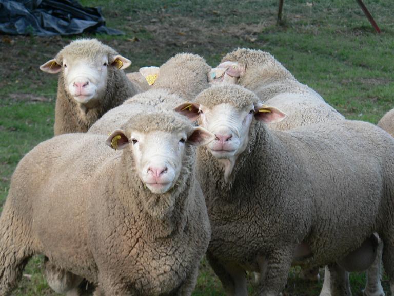 Caratteristiche della razza ovina dell'Ile de France: descrizione, caratteristiche dell'allevamento