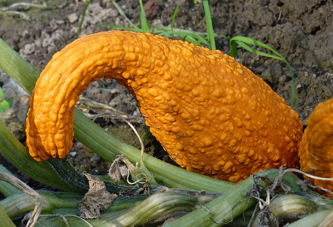 Caratteristiche della varietà di zucchine Orange
