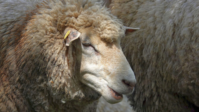 Chi è considerato l'antenato delle pecore domestiche: teorie sull'origine