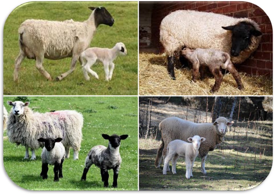 Come allevare correttamente le pecore: pubertà e ciclo nelle pecore, accoppiamento, come scoprire quando una pecora è in calore