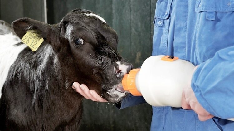 Come allevare un sostituto del latte intero per i vitelli?