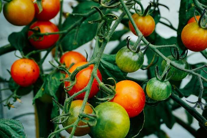 Come coltivare i pomodori a casa: istruzioni passo passo, caratteristiche di cura