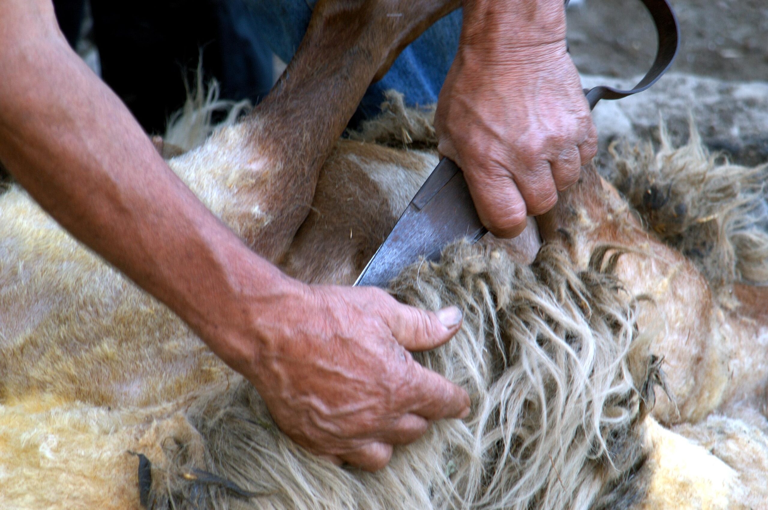 Come lavorare la pelle di montone, lana di pecora: caratteristiche, passaggi, applicazione
