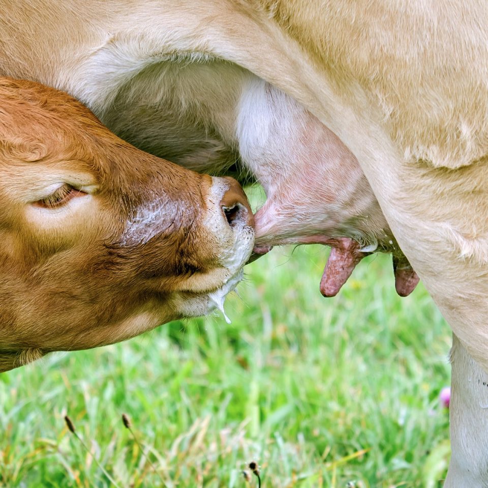 Come mungere una mucca dopo il parto?