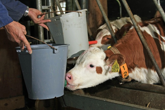 Come nutrire correttamente i vitelli?