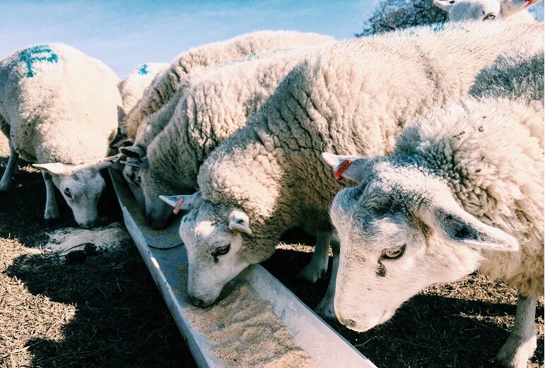 Come nutrire correttamente le pecore: in inverno, allevamento di montoni, dopo il parto, animali giovani, norme sull’alimentazione